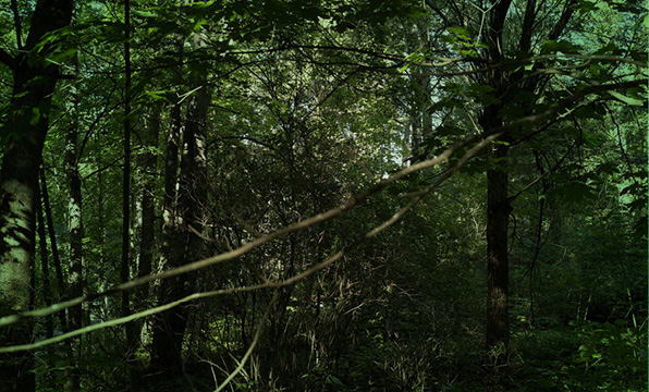 Luontokadon torjumisen tavoitteet ja&nbsp;keinot
